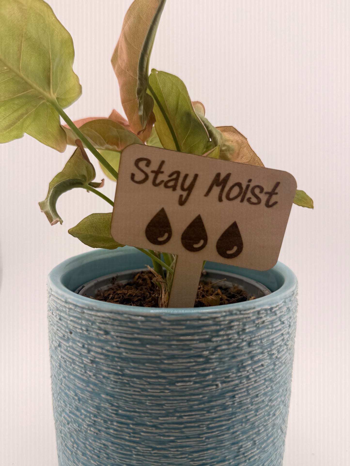 Wooden Plant Care Stakes Set of 6 | Indoor Plant Labels | Light & Water Care Guide