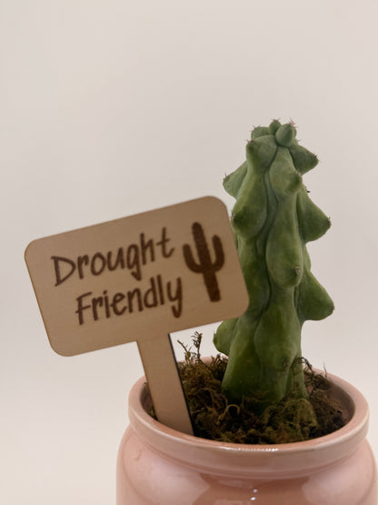 Wooden Plant Care Stakes Set of 6 | Indoor Plant Labels | Light & Water Care Guide