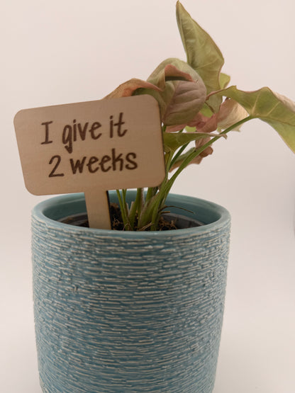 Funny Plant Stakes Set of 6 | Snarky Plant Markers | Wooden Garden Labels | Plant Lover Gift