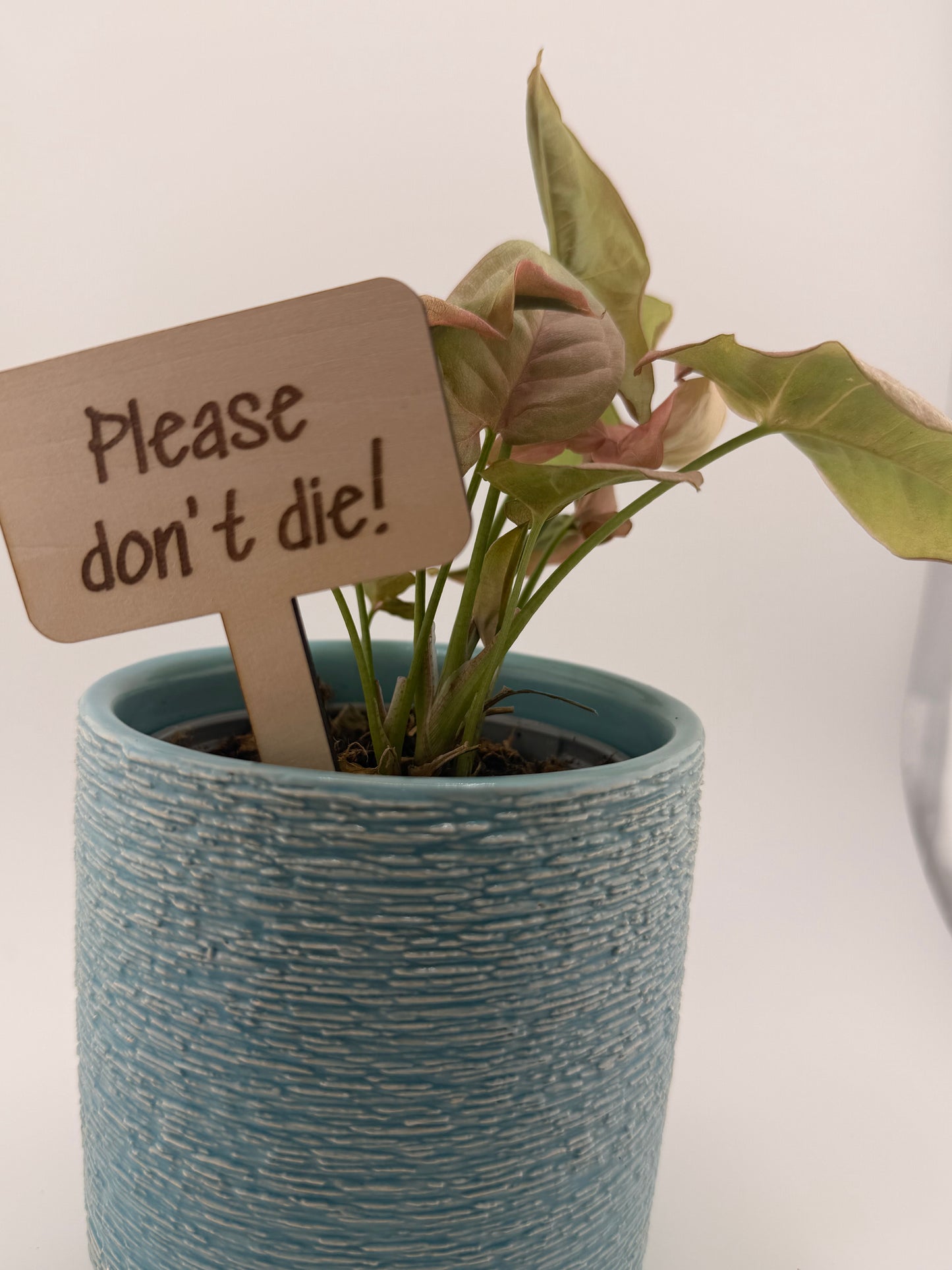 Funny Plant Stakes Set of 6 | Snarky Plant Markers | Wooden Garden Labels | Plant Lover Gift