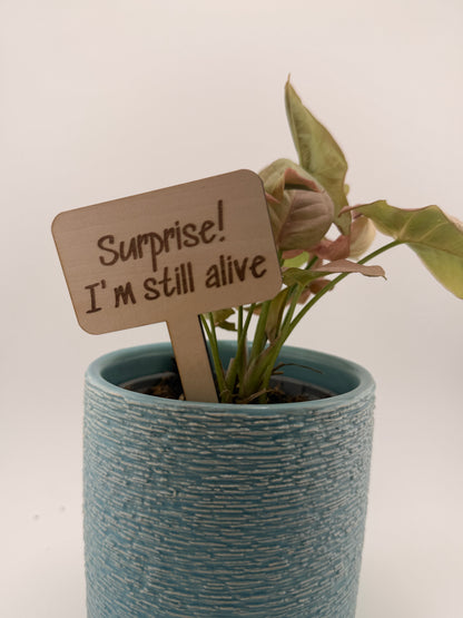Funny Plant Stakes Set of 6 | Snarky Plant Markers | Wooden Garden Labels | Plant Lover Gift